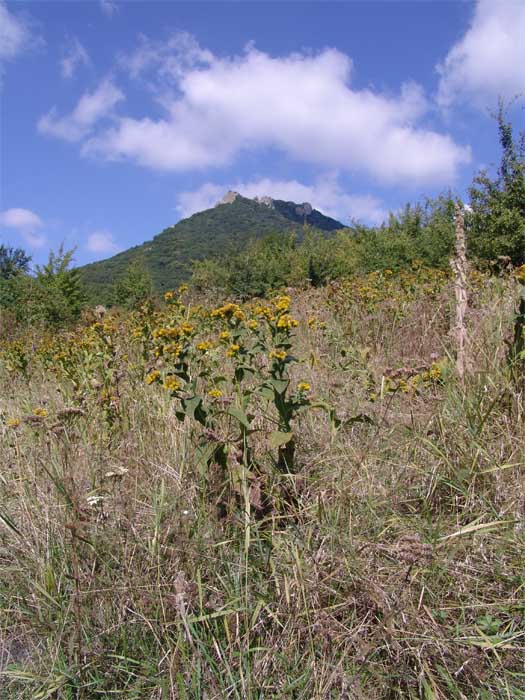 Изображение особи Inula thapsoides.