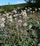 Antennaria dioica. Цветущие растения. Полярный Урал, берег Лагортаю. 31.07.2011.