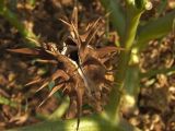 Datura ferox