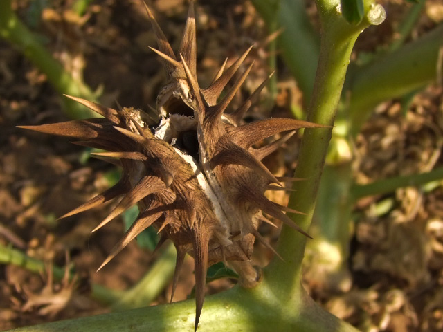 Image of Datura ferox specimen.