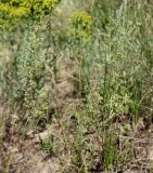 Silene borysthenica. Цветущее растение. Украина, г. Запорожье, о. Хортица, степная поляна. 14.07.2011.