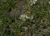 Ornithogalum navaschinii