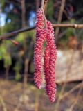 Corylus avellana. Мужские сережки (f. Purpurea). Ленинградская обл., Приозерский р-н, пос. Колосково, в культуре. 10.05.2011.