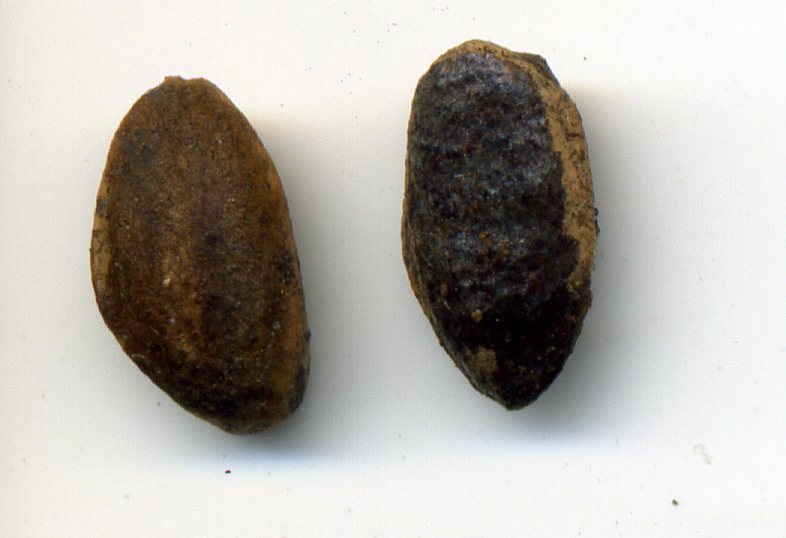 Image of Pinus pinaster specimen.