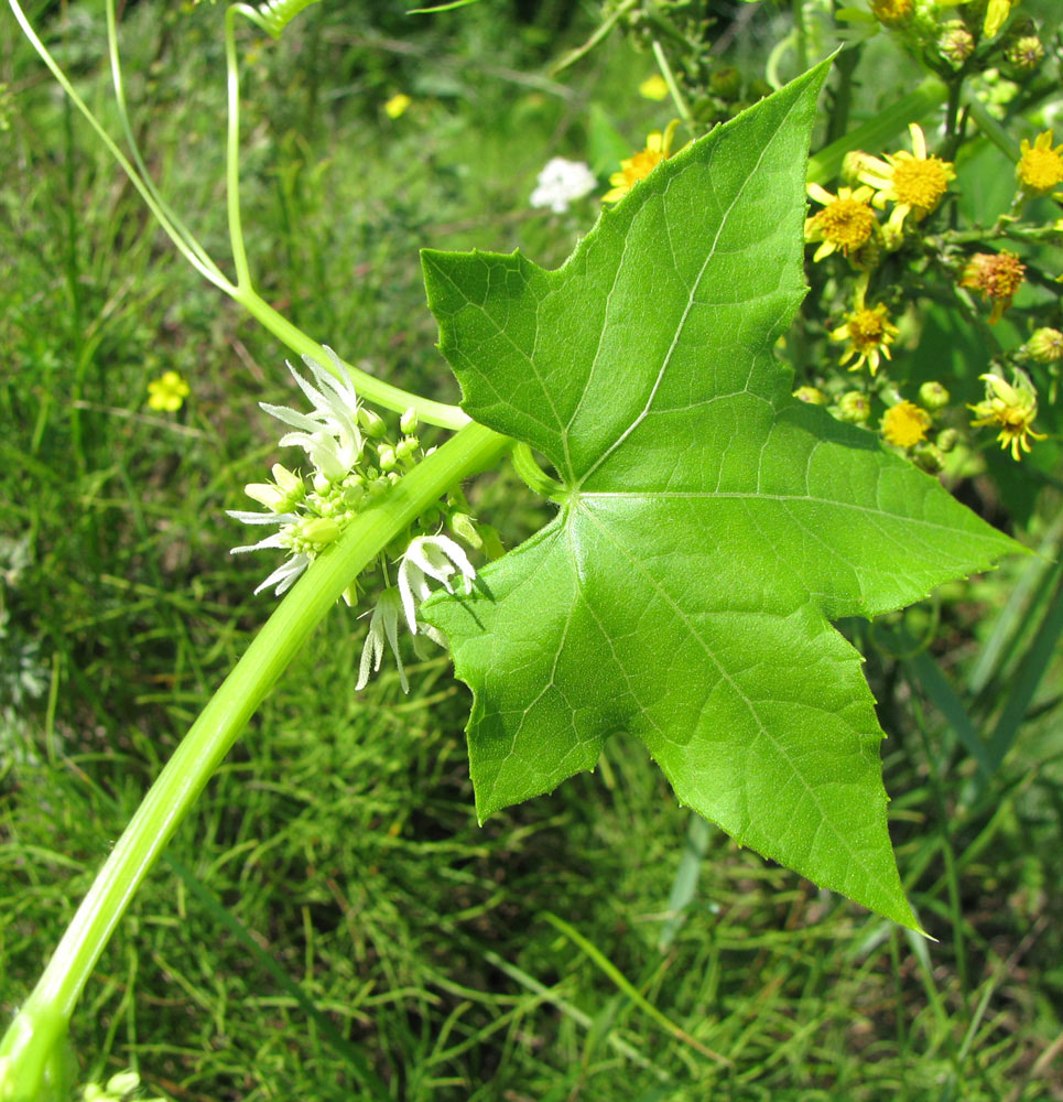 Image of Echinocystis lobata specimen.