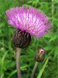 Cirsium heterophyllum. Соцветие. Ленинградская обл., Ломоносовский р-н, окр. дер. Таменгонт. 27.06.2009.