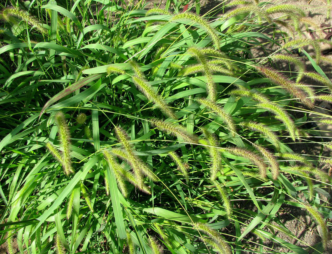 Image of Setaria pycnocoma specimen.