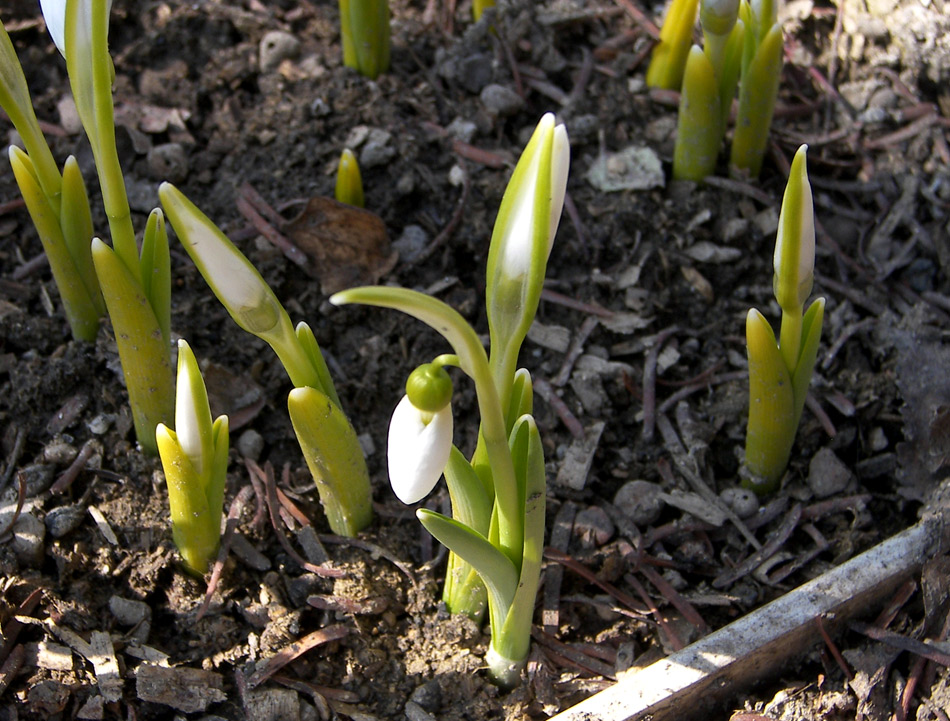 Image of Galanthus graecus specimen.