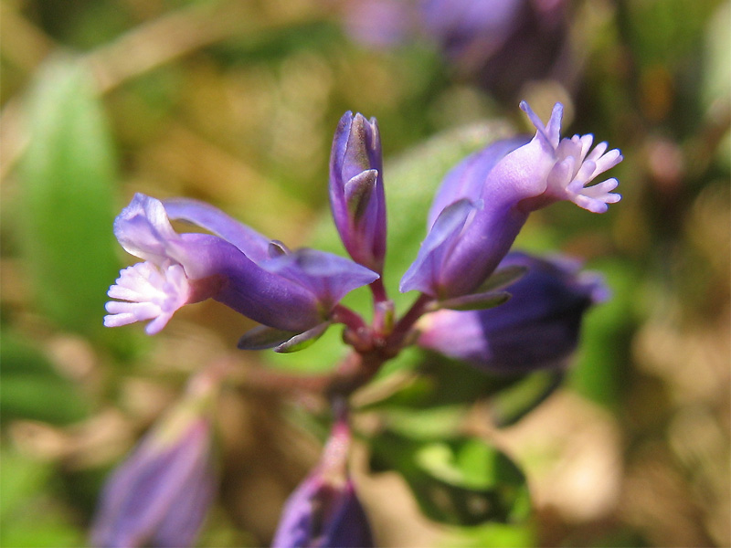 Image of Polygala serpyllifolia specimen.