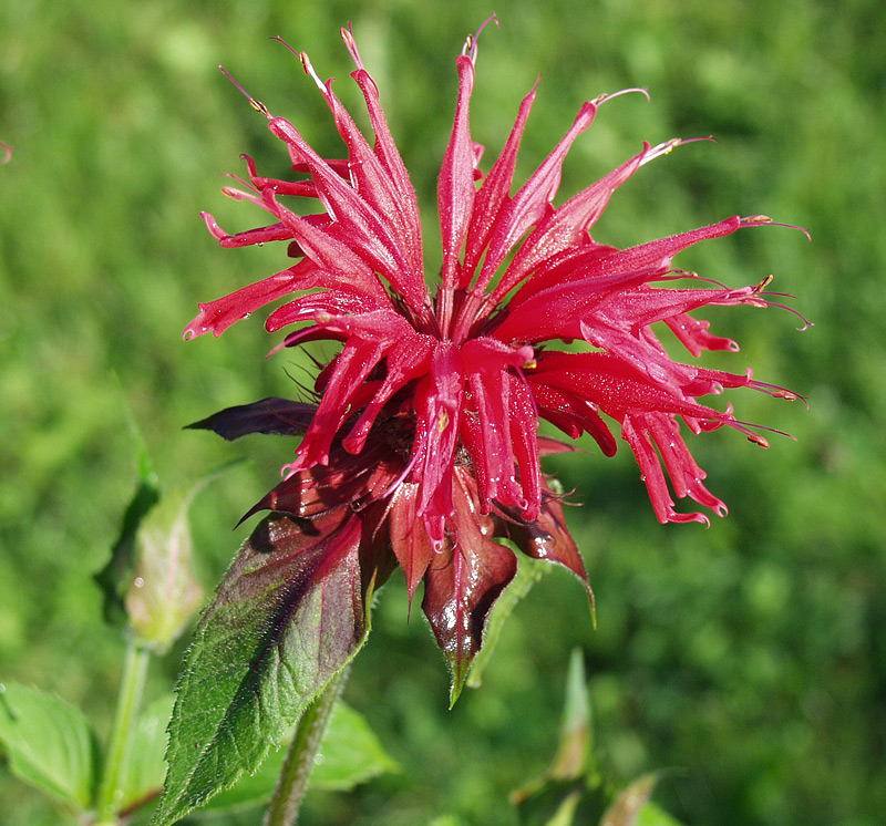 Изображение особи Monarda didyma.