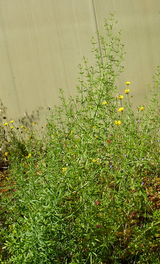 Image of Teucrium procerum specimen.