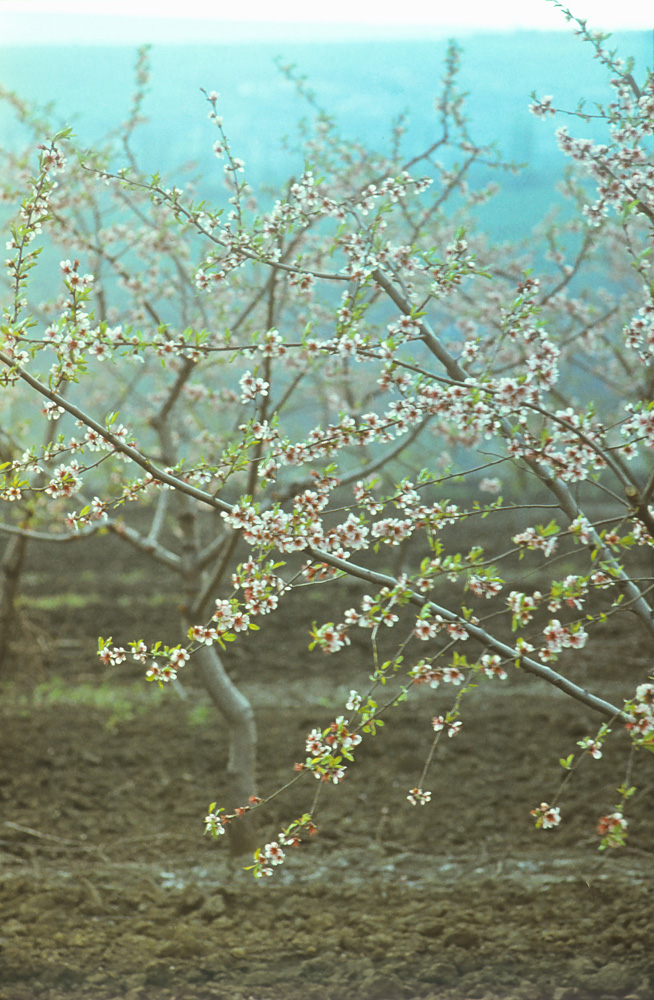 Изображение особи Amygdalus communis.