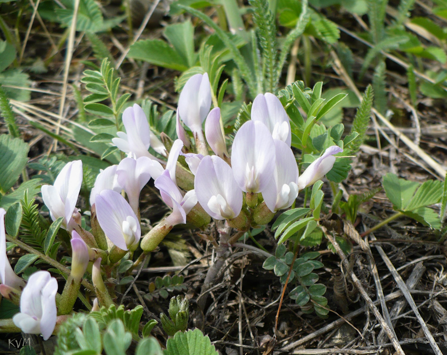 Изображение особи Astragalus megalanthus.