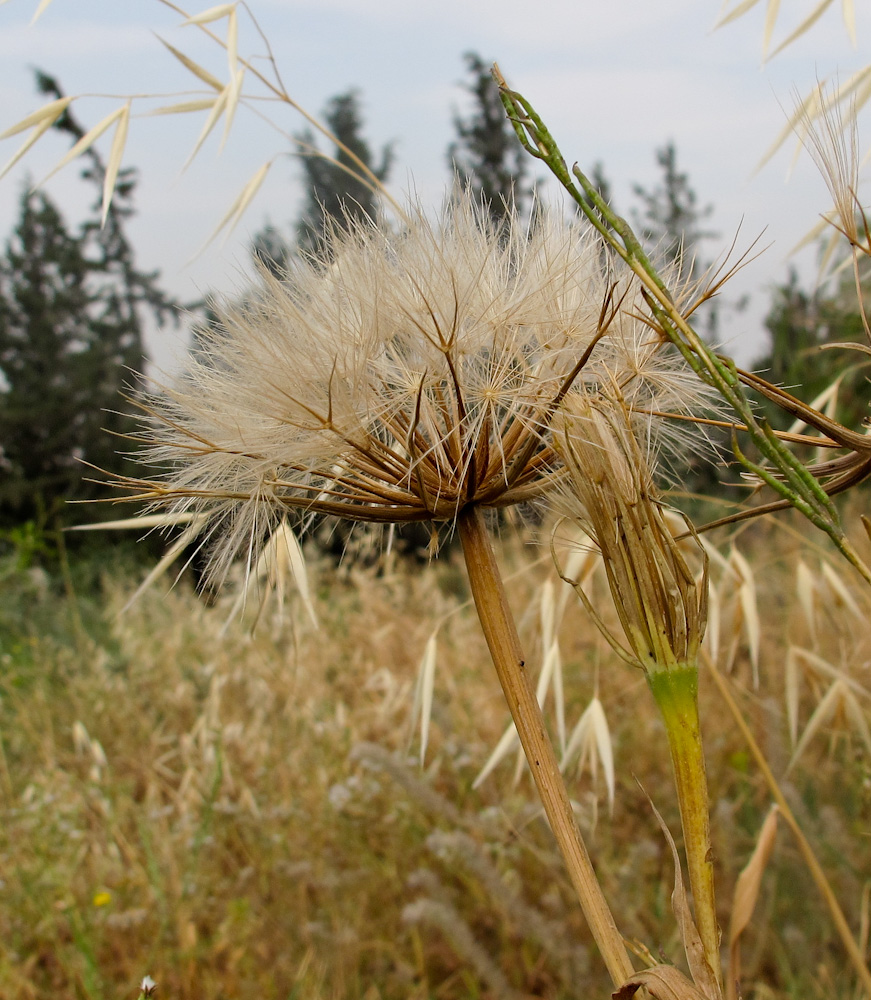 Изображение особи Geropogon hybridus.