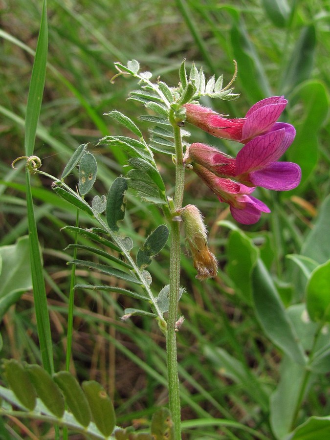 Image of Vicia striata specimen.