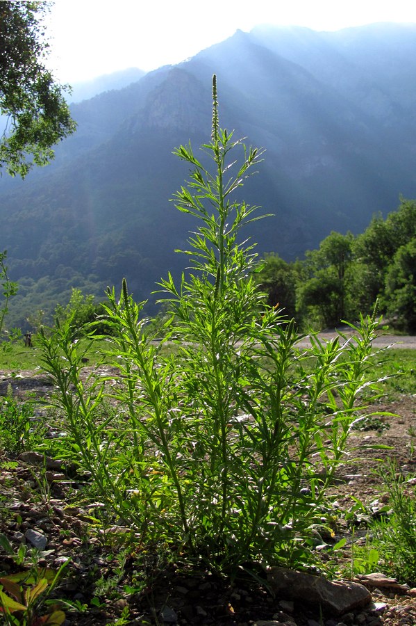 Изображение особи Reseda luteola.