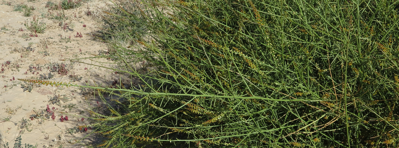 Image of Ochradenus baccatus specimen.