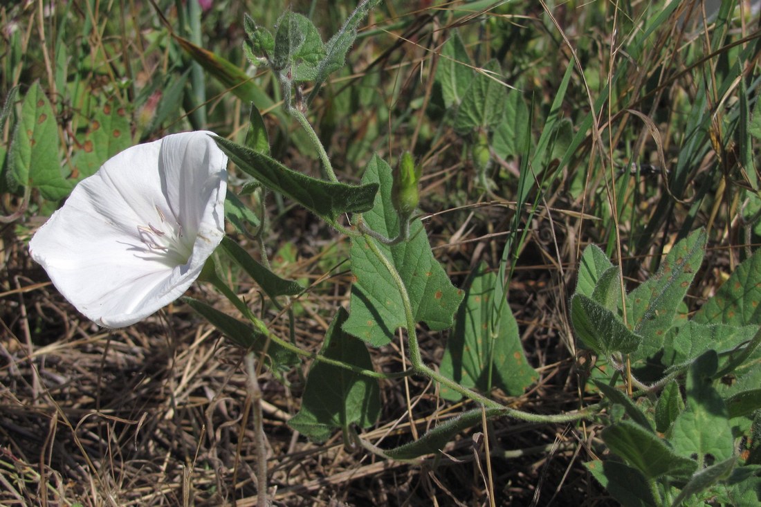 Image of Convolvulus betonicifolius specimen.