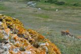 genus Stipa. Цветущее растение. Крым, Керченский п-ов, Приазовье, Караларская степь. 08.06.2012.