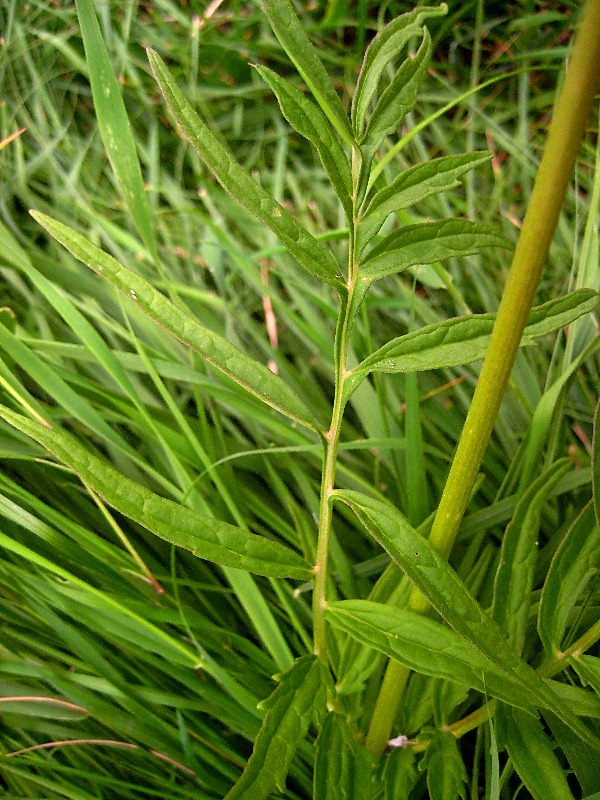 Изображение особи Valeriana alternifolia.