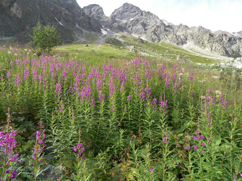 Image of Chamaenerion angustifolium specimen.