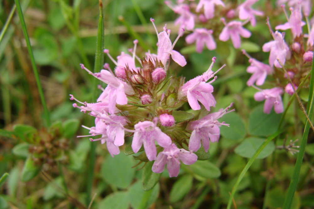 Изображение особи Thymus mongolicus.