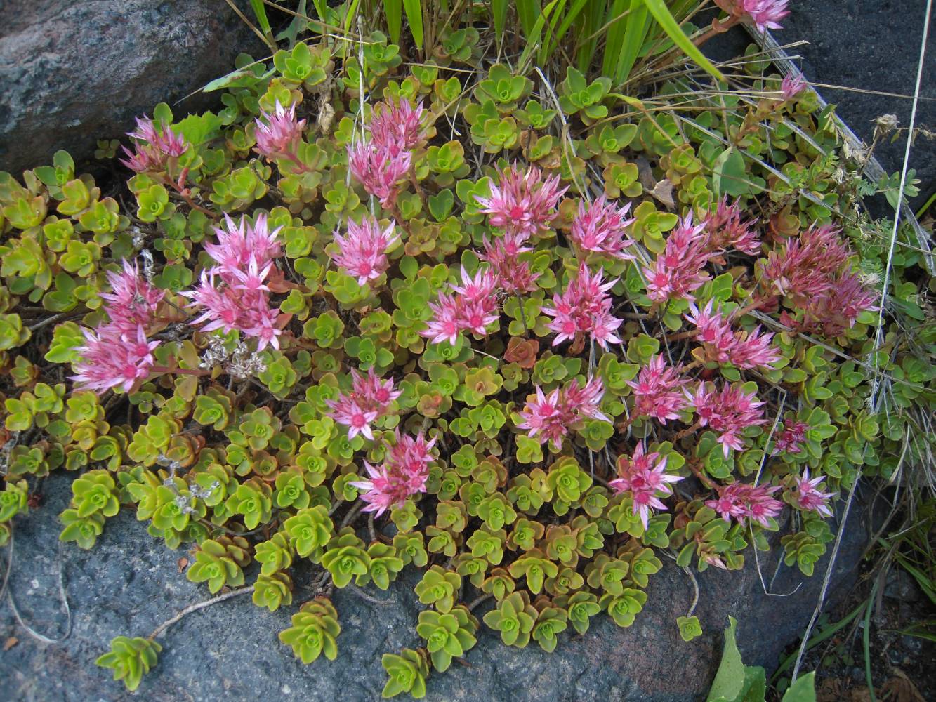 Изображение особи Sedum spurium.