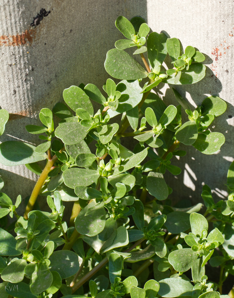 Изображение особи Portulaca oleracea.