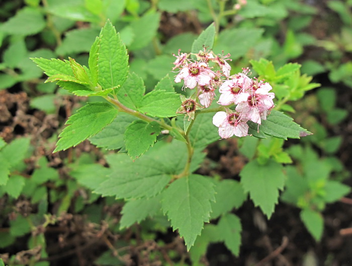 Изображение особи Spiraea japonica.