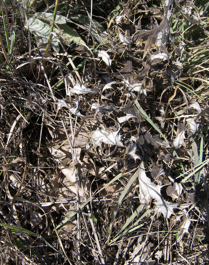 Image of Echinops orientalis specimen.