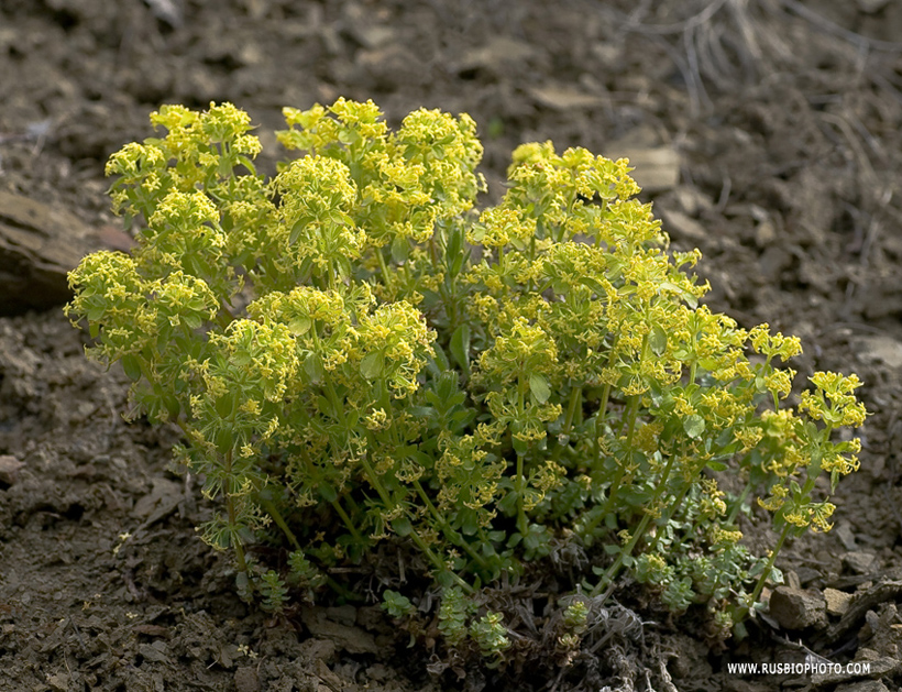 Image of Cruciata taurica specimen.