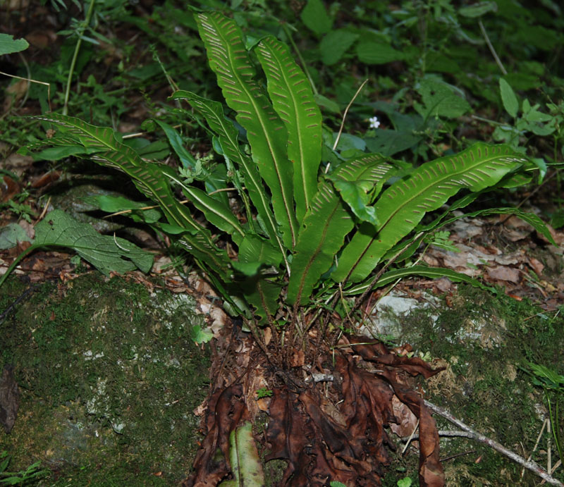 Изображение особи Phyllitis scolopendrium.