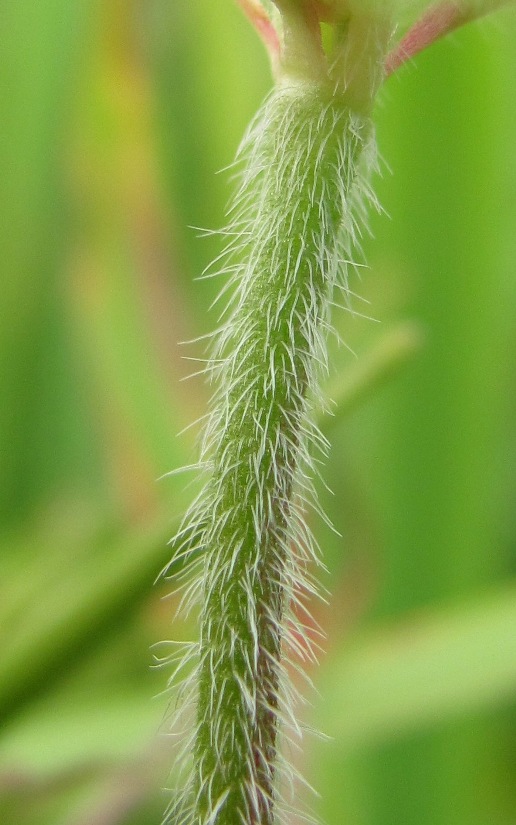 Image of Geranium palustre specimen.