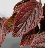 Viburnum plicatum