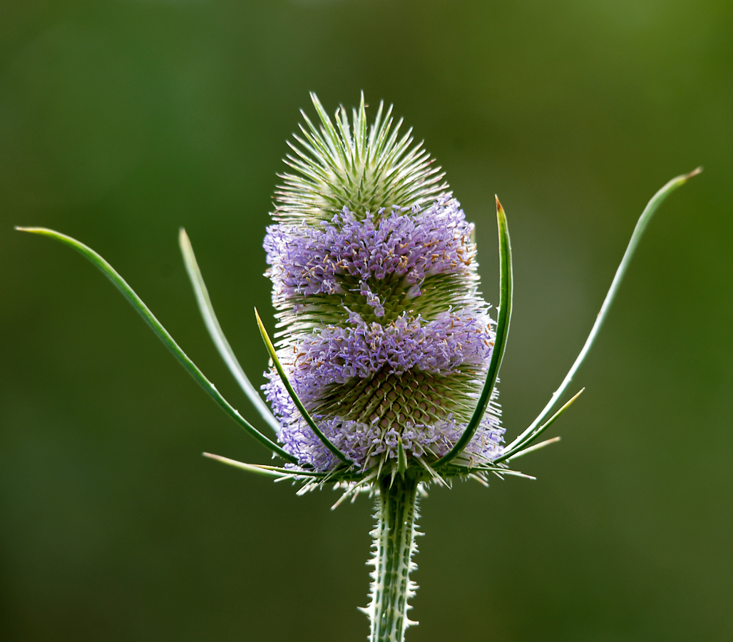 Изображение особи Dipsacus fullonum.