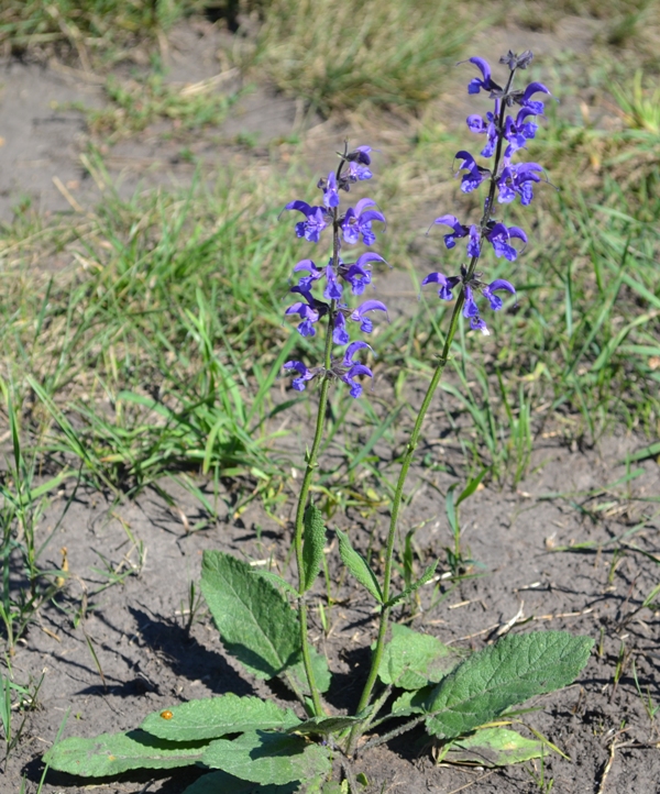 Image of Salvia stepposa specimen.