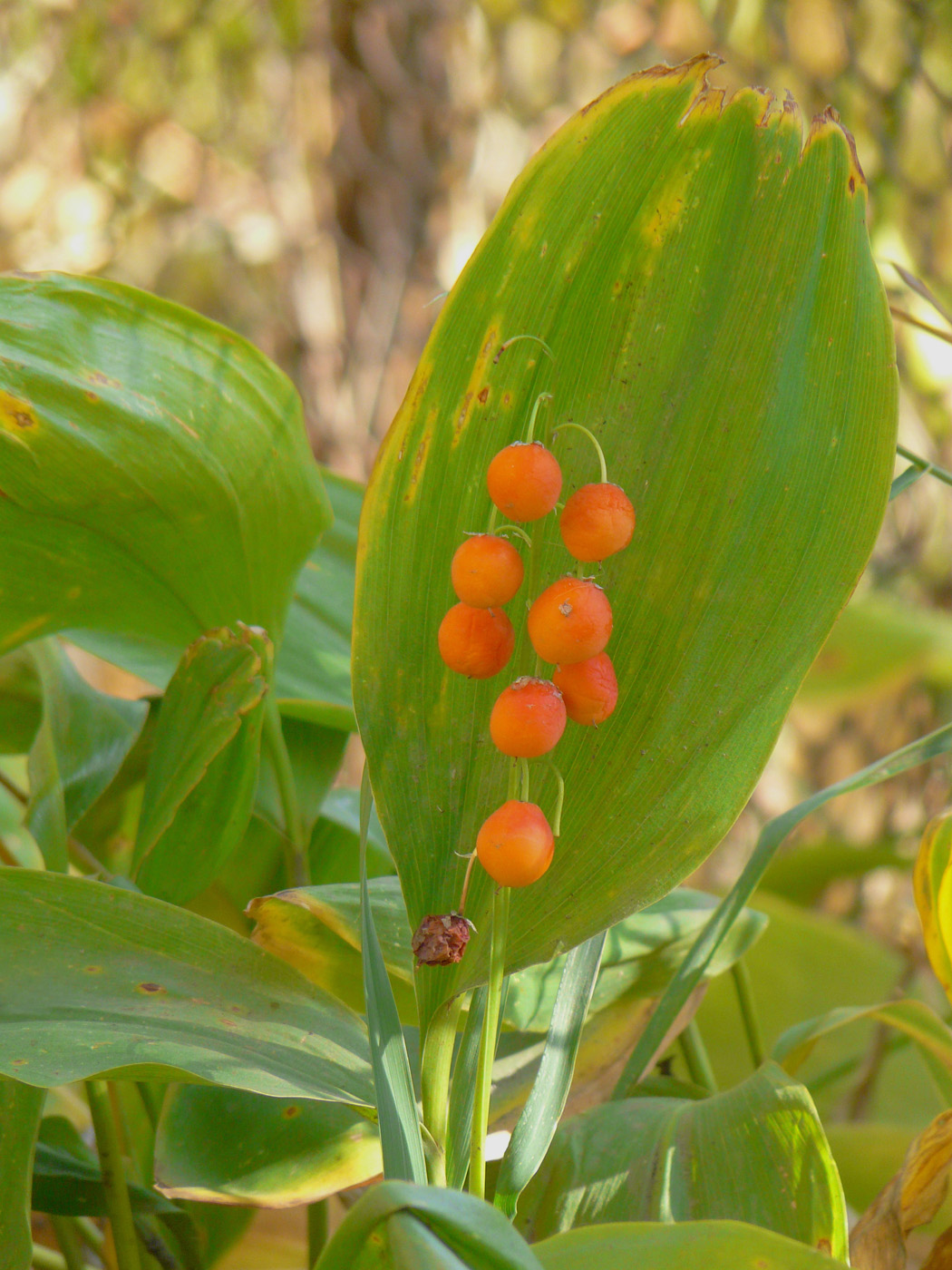 Изображение особи Convallaria majalis.