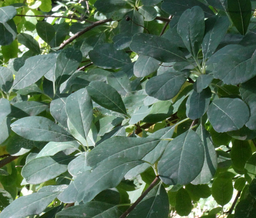 Image of Exochorda racemosa specimen.