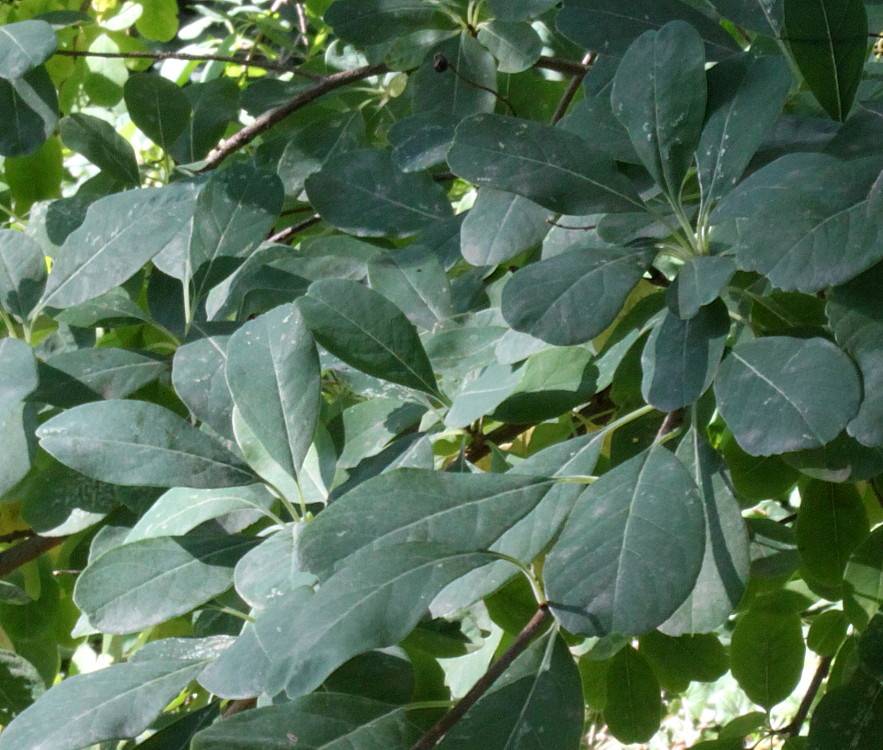 Изображение особи Exochorda racemosa.