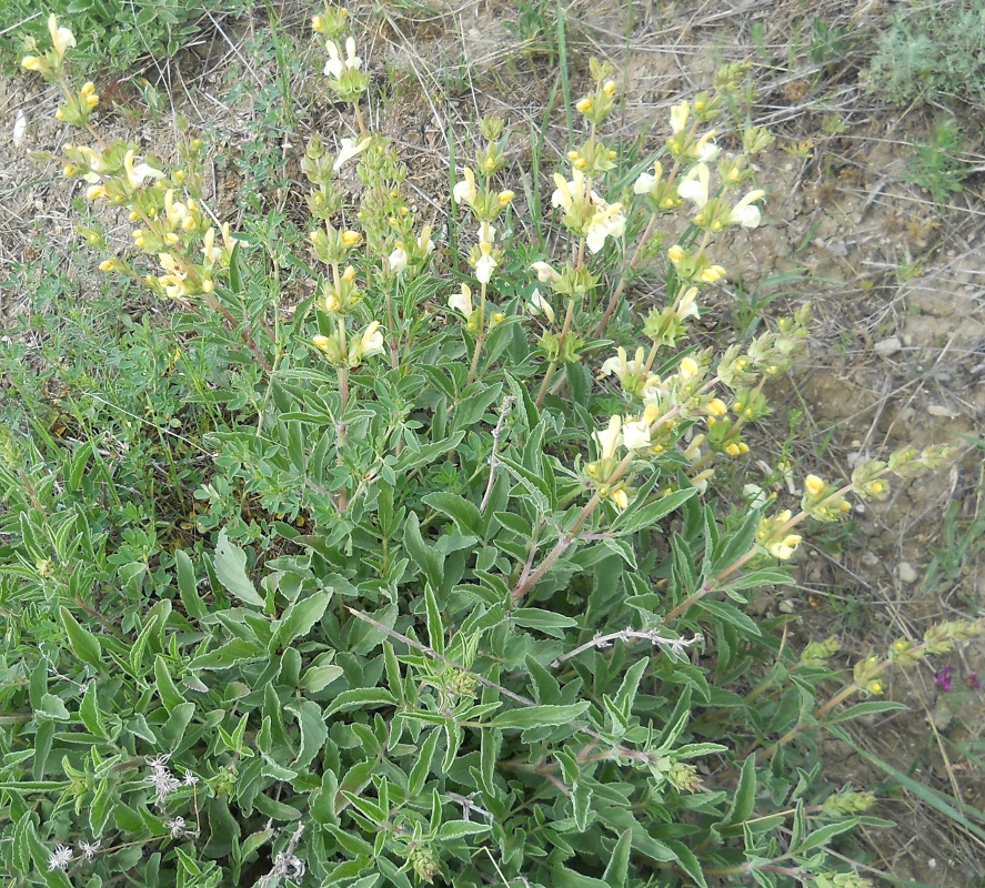 Image of Salvia suffruticosa specimen.