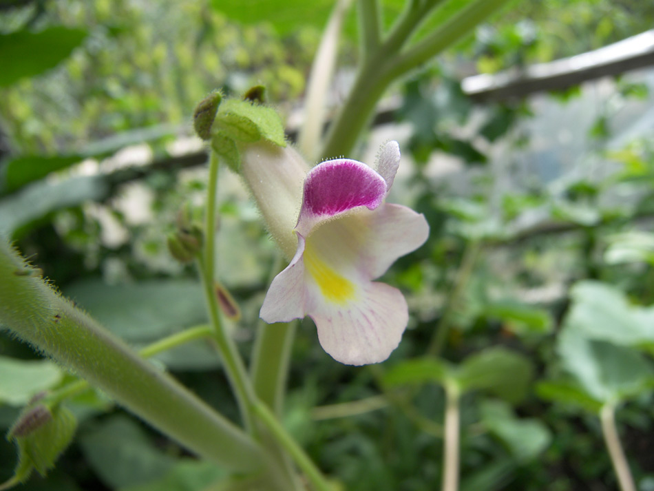 Image of Martynia parviflora specimen.