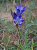 Gentiana olivieri