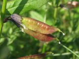 Vicia sepium