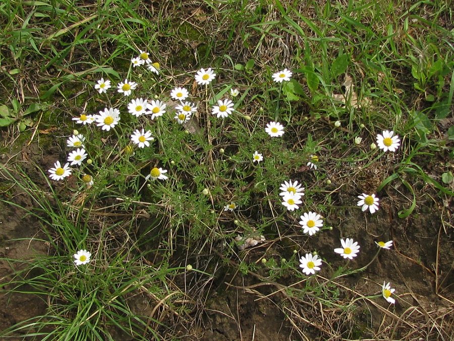 Изображение особи Tripleurospermum inodorum.