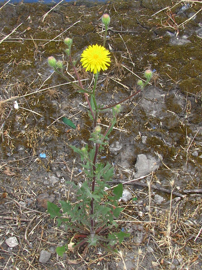 Image of Crepis rhoeadifolia specimen.