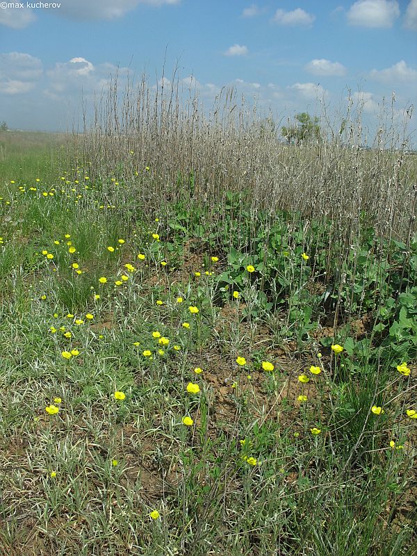 Image of Ranunculus illyricus specimen.