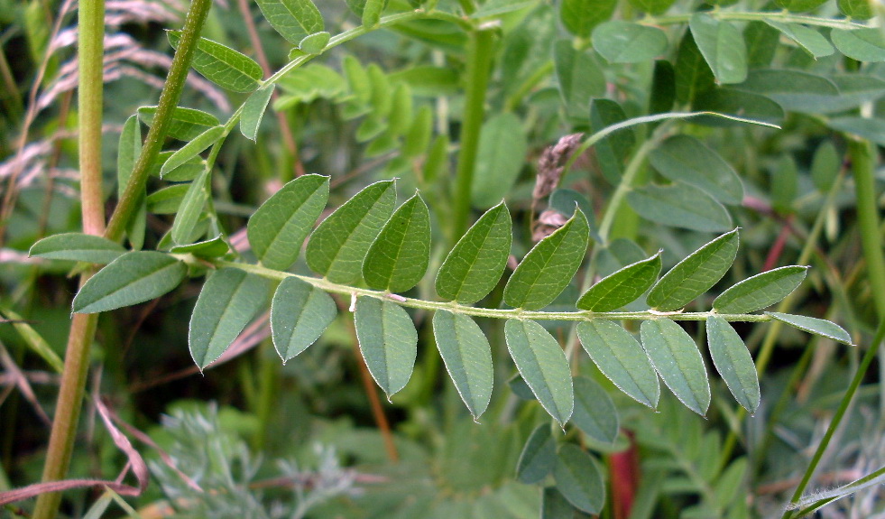 Image of Astragalus cicer specimen.