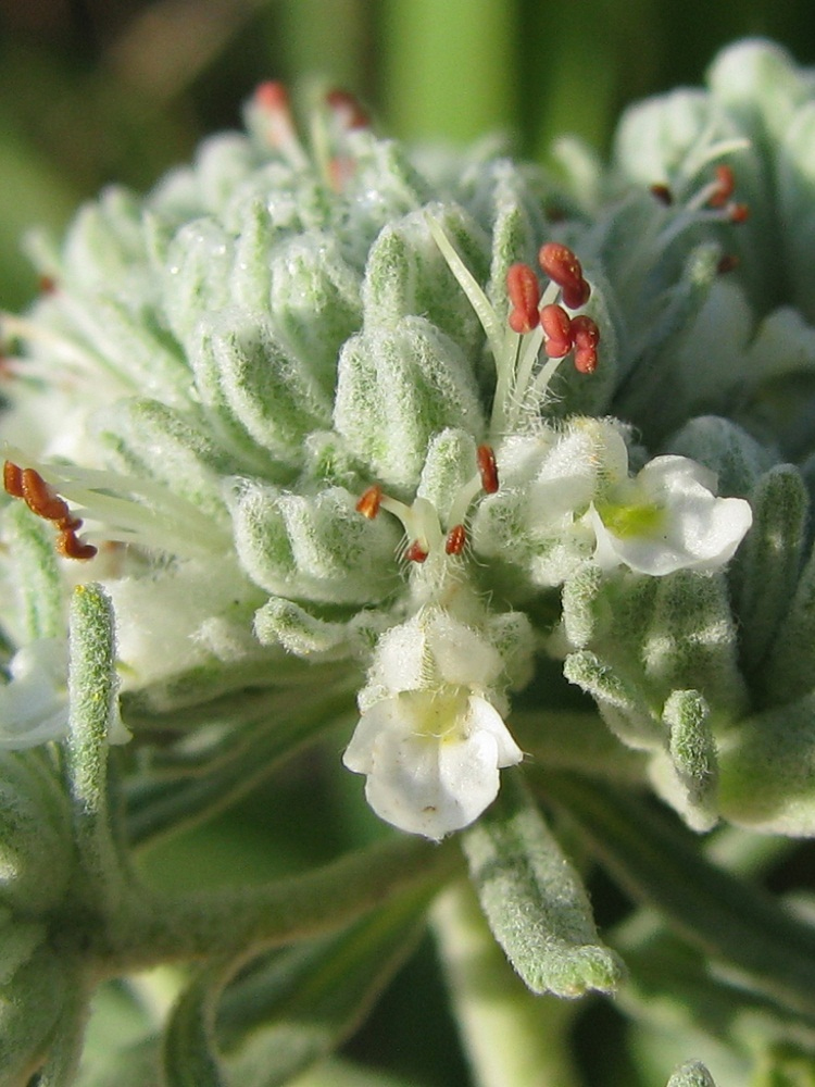 Изображение особи Teucrium capitatum.