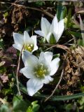 Ornithogalum fimbriatum. Цветущие растения. Крым, Севастополь, Музей-заповедник «Херсонес Таврический», городище. 22.03.2011.