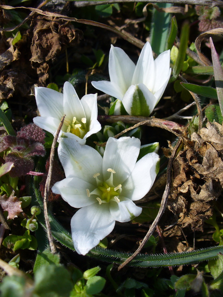 Изображение особи Ornithogalum fimbriatum.